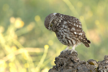 Male and female Little Owl exchanging an insect near the nest in the hollow of an olive tree at first light on a late spring day.