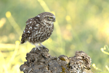 Little owl in a Mediterranean forest of olive, oak and pine trees, at first light