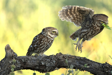 Male and female Little Owl exchanging an insect near the nest in the hollow of an olive tree at first light on a late spring day.