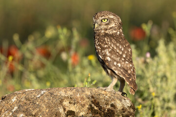 Little owl in its breeding territory within an olive grove and a Mediterranean forest with the first light of morning