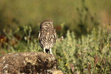Little owl in its breeding territory within an olive grove and a Mediterranean forest with the first light of morning