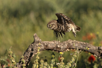 Little owl in its breeding territory in an olive grove within a Mediterranean forest with the first light of sunrise