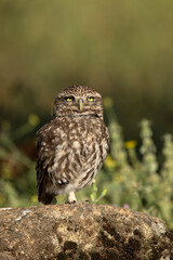 Little owl in its breeding territory within an olive grove and a Mediterranean forest with the first light of morning