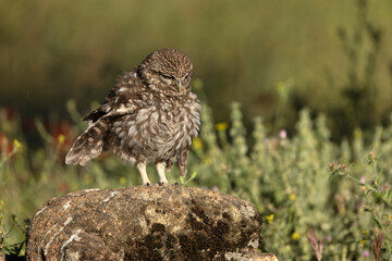 Little owl in its breeding territory within an olive grove and a Mediterranean forest with the first light of morning