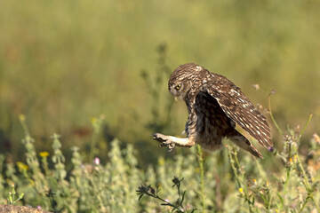 Little owl in its breeding territory in an olive grove within a Mediterranean forest with the first light of sunrise