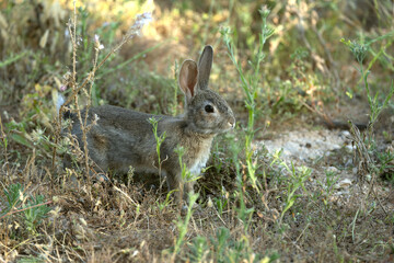 Rabbit in a Mediterranean forest of olive, oak and pine trees, at first light