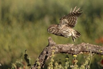 Little owl in its breeding territory in an olive grove within a Mediterranean forest with the first light of sunrise
