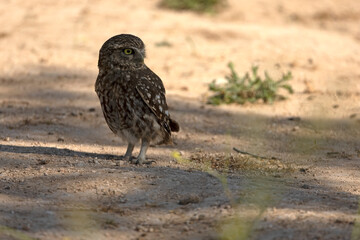 Little owl in its breeding territory within an olive grove and a Mediterranean forest with the first light of morning