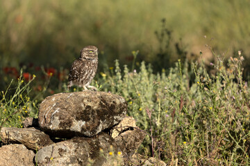Little owl in its breeding territory within an olive grove and a Mediterranean forest with the first light of morning