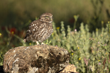 Little owl in its breeding territory within an olive grove and a Mediterranean forest with the first light of morning