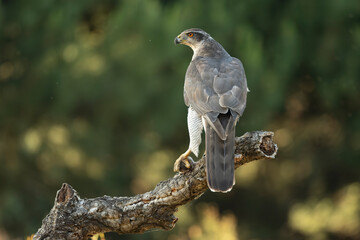 Adult female Northern goshawk on her territory in a Mediterranean oak and pine forest in the last light of the evening