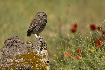 Little owl in its breeding territory within an olive grove and a Mediterranean forest with the first light of morning
