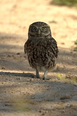 Little owl in its breeding territory within an olive grove and a Mediterranean forest with the first light of morning