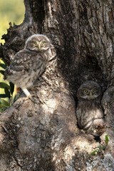 Little owl chicks in the hollow of an olive tree where the nest is located at the first light of a late spring day
