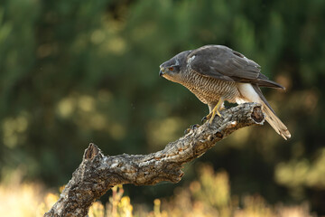 Adult female Northern goshawk on her territory in a Mediterranean oak and pine forest in the last...