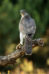 Adult female Northern goshawk on her territory in a Mediterranean oak and pine forest in the last light of the evening