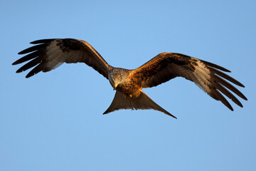 Red kite flying in a Mediterranean forest at first light