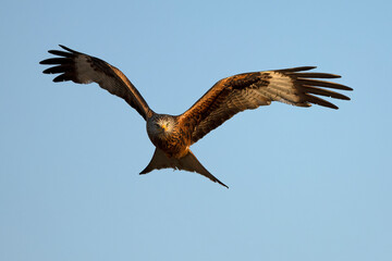 Red kite flying in a Mediterranean forest at first light