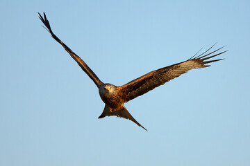 Red kite flying in a Mediterranean forest at first light