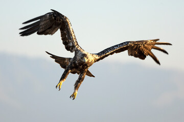 A 5-year-old male Spanish Imperial Eagle flying in a Mediterranean forest at first light on a late spring day.