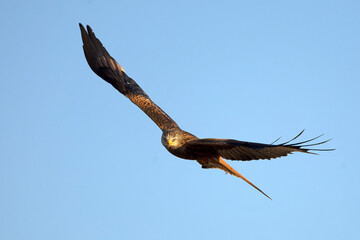 Red kite flying in a Mediterranean forest at first light