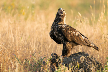 5-year-old male Spanish Imperial Eagle at his favorite vantage point at first light