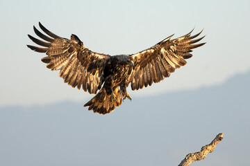 A 5-year-old male Spanish Imperial Eagle flying in a Mediterranean forest at first light on a late spring day.
