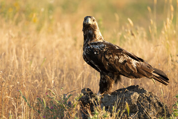 5-year-old male Spanish Imperial Eagle at his favorite vantage point at first light