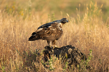 5-year-old male Spanish Imperial Eagle at his favorite vantage point at first light