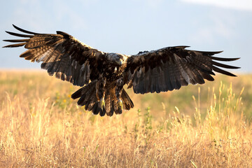 A 5-year-old male Spanish Imperial Eagle flying in a Mediterranean forest at first light on a late spring day.