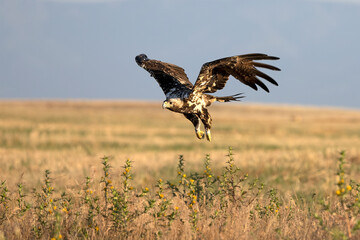 A 5-year-old male Spanish Imperial Eagle flying in a Mediterranean forest at first light on a late spring day.