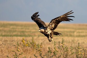 A 5-year-old male Spanish Imperial Eagle flying in a Mediterranean forest at first light on a late spring day.