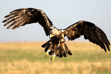 A 5-year-old male Spanish Imperial Eagle flying in a Mediterranean forest at first light on a late spring day.