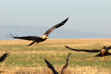 A 5-year-old male Spanish Imperial Eagle flying in a Mediterranean forest at first light on a late spring day.