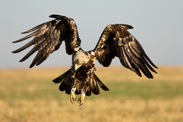 A 5-year-old male Spanish Imperial Eagle flying in a Mediterranean forest at first light on a late spring day.