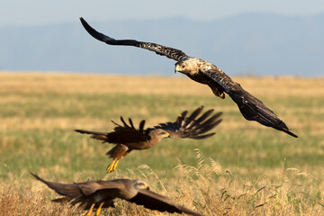 A 5-year-old male Spanish Imperial Eagle flying in a Mediterranean forest at first light on a late spring day.