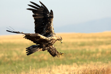 A 5-year-old male Spanish Imperial Eagle flying in a Mediterranean forest at first light on a late spring day.
