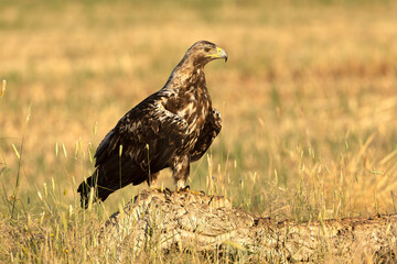5-year-old male Spanish Imperial Eagle at his favorite vantage point at first light
