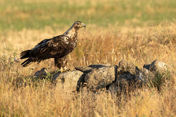 5-year-old Spanish Imperial Eagle in its territory on a sunny day in late spring