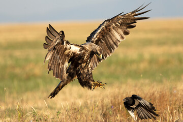 A 5-year-old male Spanish Imperial Eagle flying in a Mediterranean forest at first light on a late spring day.