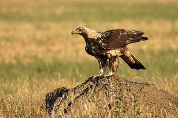 5-year-old Spanish Imperial Eagle in its territory on a sunny day in late spring