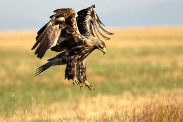 A 5-year-old male Spanish Imperial Eagle flying in a Mediterranean forest at first light on a late spring day.