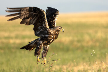 A 5-year-old male Spanish Imperial Eagle flying in a Mediterranean forest at first light on a late spring day.