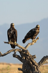 A 5-year-old male and female Spanish Imperial Eagle in their territory in a Mediterranean forest at first light on a spring day.