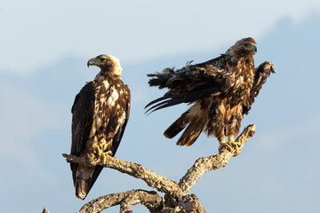 A 5-year-old male and female Spanish Imperial Eagle in their territory in a Mediterranean forest at first light on a spring day.