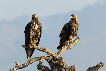 A 5-year-old male and female Spanish Imperial Eagle in their territory in a Mediterranean forest at first light on a spring day.