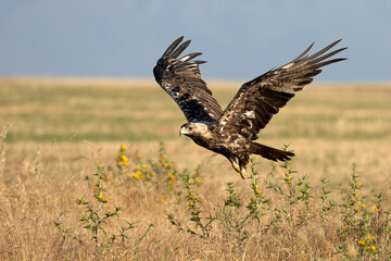 A 5-year-old male Spanish Imperial Eagle flying in a Mediterranean forest at first light on a late spring day.