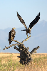A 5-year-old male and female Spanish Imperial Eagle in their territory in a Mediterranean forest at first light on a spring day.