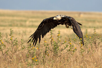 5-year-old female Spanish Imperial Eagle flying in her territory early on a sunny morning in late June