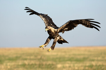 5-year-old female Spanish Imperial Eagle flying in her territory early on a sunny morning in late June